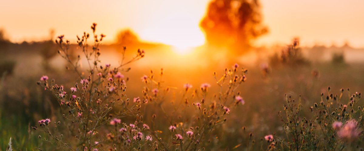 close-up-wild-flowers-in-sunset-sunrise-sunlight-SMALL