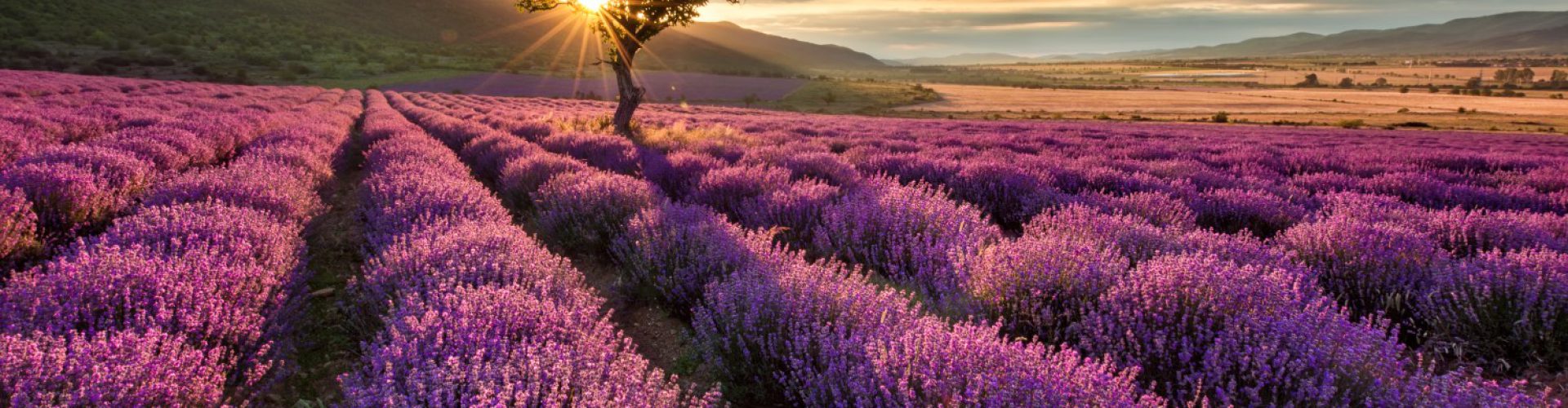 lavender-sunrise-SMALL